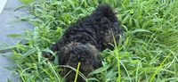 Bandit , a male Poodle - Toy  for sale in Clinton, MD – 6 of 7