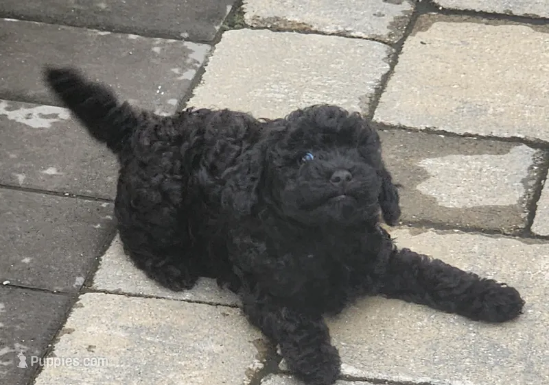 Beau – Poodle - Toy  puppy for sale in Clinton, MD