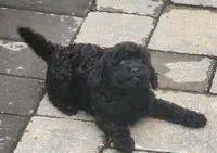 Beau, a male Poodle - Toy  for sale in Clinton, MD – 2 of 7