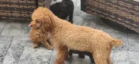 Zoe - If my picture is here I'm available , a female Poodle - Miniature  for sale in Clinton, MD – 4 of 5