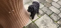 Diva, a female Poodle - Toy  for sale in Clinton, MD – 8 of 8
