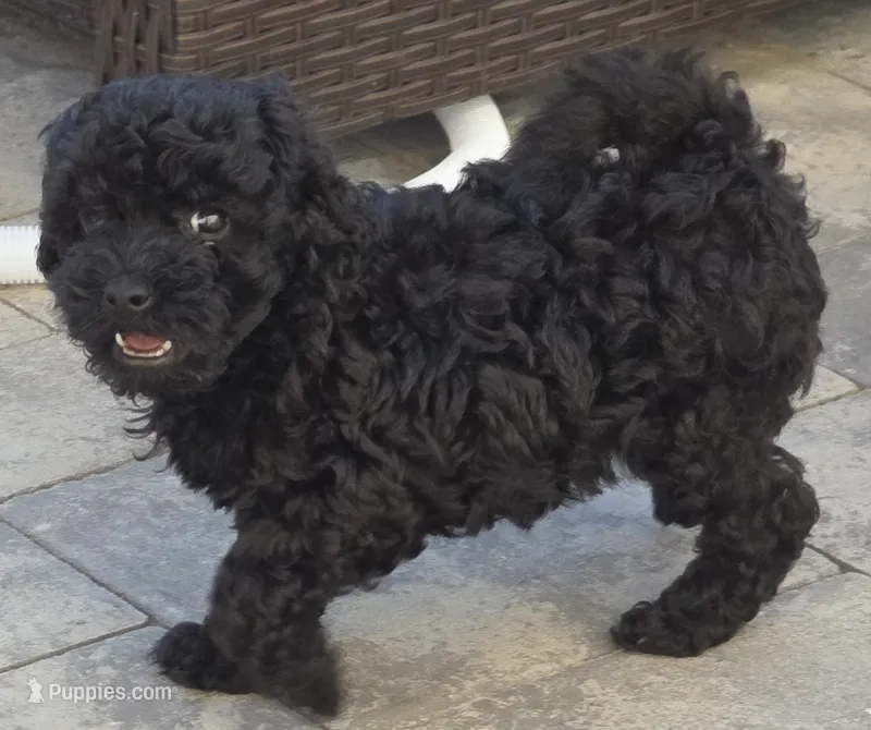 Beau – Poodle - Toy  puppy for sale in Clinton, MD
