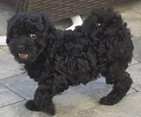 Beau, a male Poodle - Toy  for sale in Clinton, MD – 1 of 3