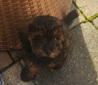 Bandit , a male Poodle - Toy  for sale in Clinton, MD – 6 of 9