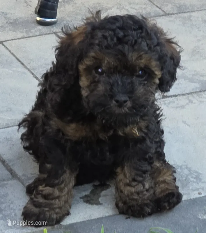 Bandit  – Poodle - Toy  puppy for sale in Clinton, MD