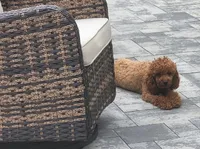 Zoe - If my picture is here I'm available , a female Poodle - Miniature  for sale in Clinton, MD – 3 of 5