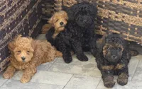 Diva, a female Poodle - Toy  for sale in Clinton, MD – 4 of 4