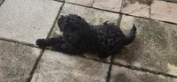 Beau, a male Poodle - Toy  for sale in Clinton, MD – 7 of 7
