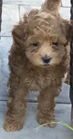 Pachino, a male Poodle - Toy  for sale in Clinton, MD – 3 of 3