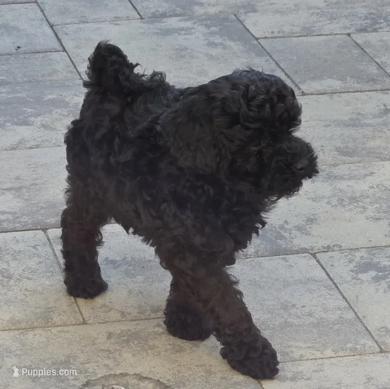 Diva – Poodle - Toy  puppy for sale in Clinton, MD