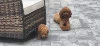 Zoe - If my picture is here I'm available , a female Poodle - Miniature  for sale in Clinton, MD – 5 of 5