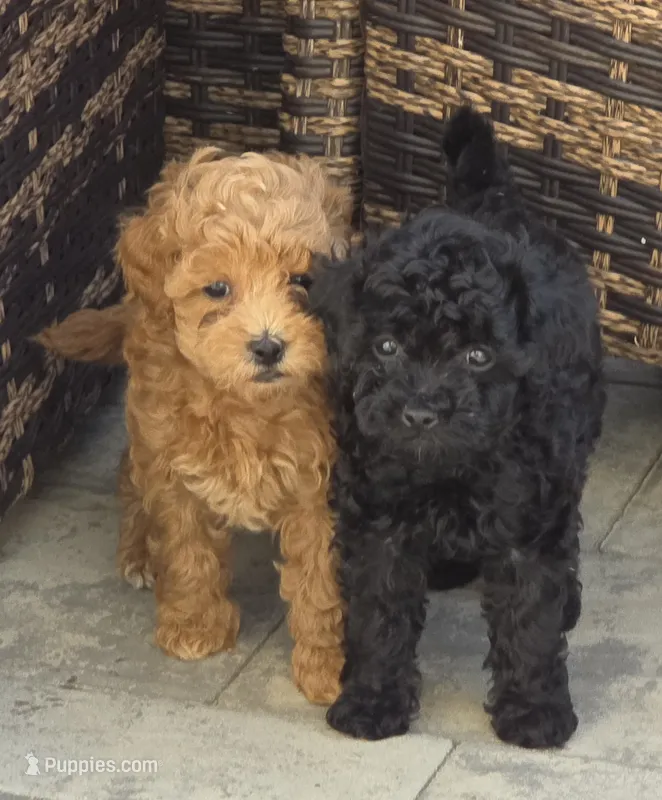 Pachino – Poodle - Toy  puppy for sale in Clinton, MD