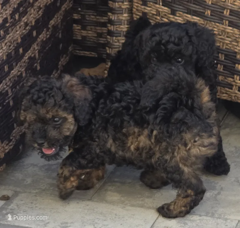Bandit  – Poodle - Toy  puppy for sale in Clinton, MD