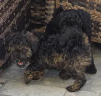 Bandit , a male Poodle - Toy  for sale in Clinton, MD – 4 of 7