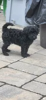 Beau, a male Poodle - Toy  for sale in Clinton, MD – 6 of 7