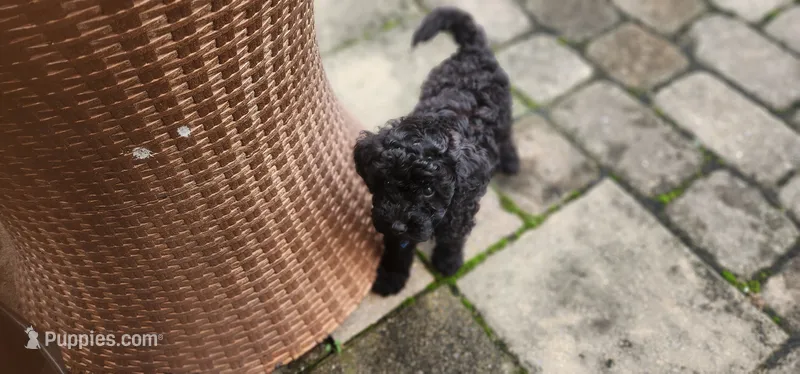 Diva – Poodle - Toy  puppy for sale in Clinton, MD