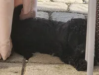 Diva, a female Poodle - Toy  for sale in Clinton, MD – 3 of 8