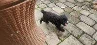 Diva, a female Poodle - Toy  for sale in Clinton, MD – 4 of 8