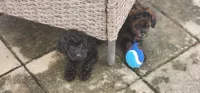 Diva, a female Poodle - Toy  for sale in Clinton, MD – 6 of 8