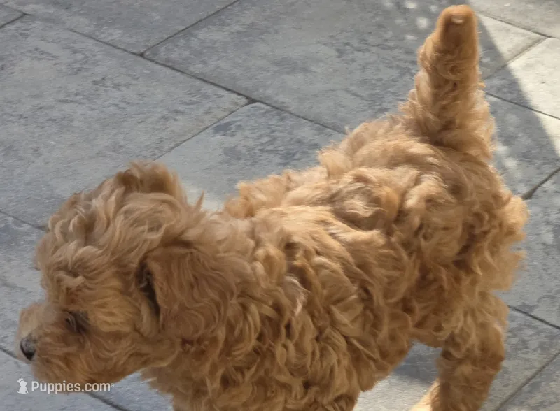 Pachino – Poodle - Toy  puppy for sale in Clinton, MD