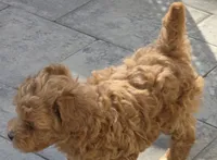 Pachino, a male Poodle - Toy  for sale in Clinton, MD – 2 of 3