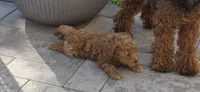 Missy, a female Poodle - Toy  for sale in Clinton, MD – 2 of 3
