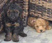 Bandit , a male Poodle - Toy  for sale in Clinton, MD – 3 of 7