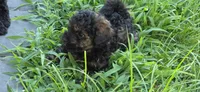 Bandit , a male Poodle - Toy  for sale in Clinton, MD – 7 of 7