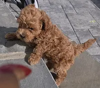 Missy, a female Poodle - Toy  for sale in Clinton, MD – 1 of 3