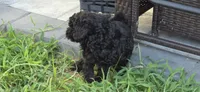 Diva, a female Poodle - Toy  for sale in Clinton, MD – 2 of 4