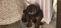 Bandit , a male Poodle - Toy  for sale in Clinton, MD – 8 of 9