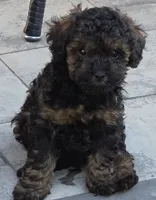 Bandit , a male Poodle - Toy  for sale in Clinton, MD – 2 of 7