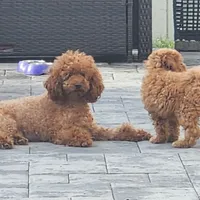 Zoe, a female Poodle - Toy  for sale in Clinton, MD – Photo 2 of 10