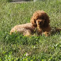Zoe, a female Poodle - Toy  for sale in Clinton, MD – Photo 10 of 10