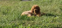 Zoe, a female Poodle - Toy  for sale in Clinton, MD – Photo 10 of 10