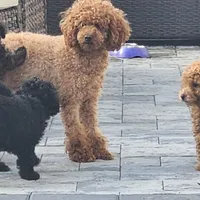Zoe, a female Poodle - Toy  for sale in Clinton, MD – Photo 3 of 10