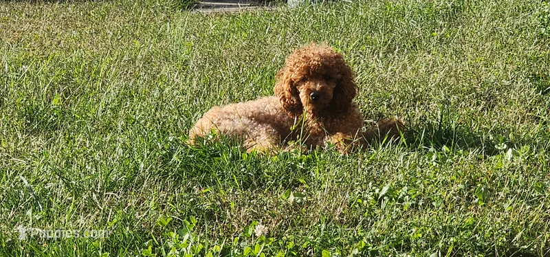 Zoe – Poodle - Toy  puppy for sale in Clinton, MD