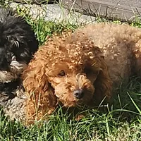 Zoe, a female Poodle - Toy  for sale in Clinton, MD – Photo 1 of 10