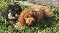 Zoe, a female Poodle - Toy  for sale in Clinton, MD – Photo 1 of 10