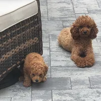 Zoe, a female Poodle - Toy  for sale in Clinton, MD – Photo 8 of 10