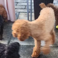 Zoe, a female Poodle - Toy  for sale in Clinton, MD – Photo 4 of 10