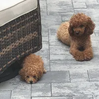 Zoe, a female Poodle - Toy  for sale in Clinton, MD – Photo 9 of 10