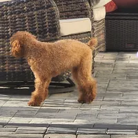 Zoe, a female Poodle - Toy  for sale in Clinton, MD – Photo 6 of 10