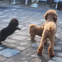 Zoe, a female Poodle - Toy  for sale in Clinton, MD – Photo 5 of 10