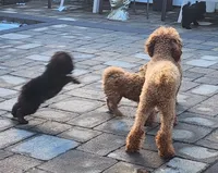 Zoe, a female Poodle - Toy  for sale in Clinton, MD – Photo 5 of 10