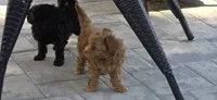 Missy, a female Poodle - Toy  for sale in Clinton, MD – 3 of 3