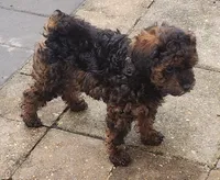 Bandit , a male Poodle - Toy  for sale in Clinton, MD – 9 of 9