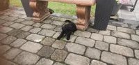 Diva, a female Poodle - Toy  for sale in Clinton, MD – 7 of 8