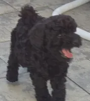 Beau, a male Poodle - Toy  for sale in Clinton, MD – 3 of 3
