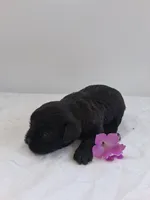 LLW JAMES, a male Affenpinscher for sale in Odon, IN – 6 of 6